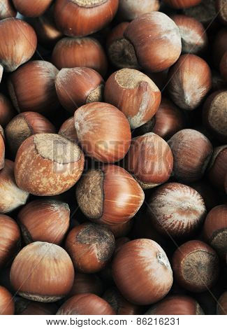 Many Hazeknuts Close Up