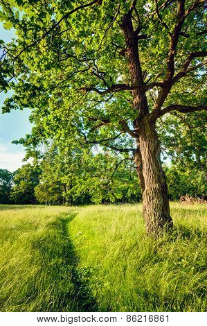 Summer Sunny Forest Trees And Green Grass. Nature Wood Sunlight