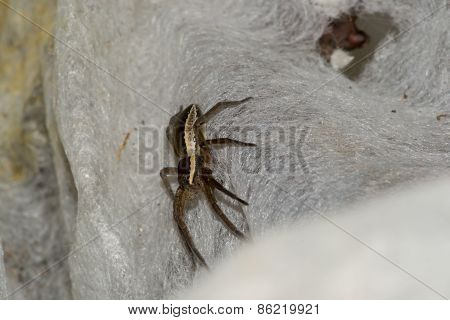 Spider