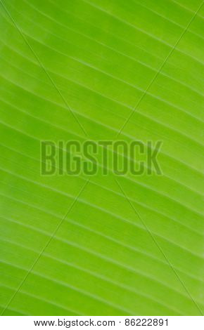 Banana Leaf