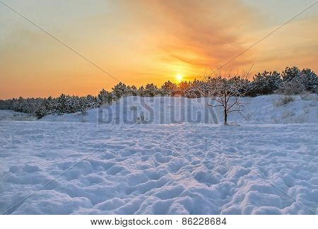Winter Sunset In The Forest