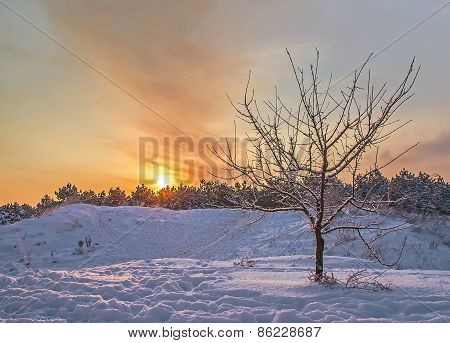 Tree On A Background Of A Winter Sunset In The Forest