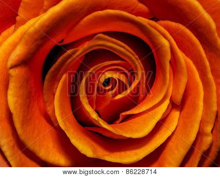 Fiery Rose Bud Closeup