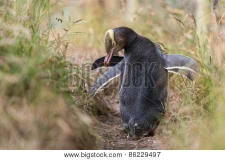 Yellow-eyed Penguins