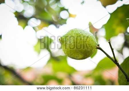 Lemons growing on lemon tree