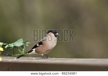 Pyrrhula pyrrhula, female eurasian bullfinch, Vosges, France