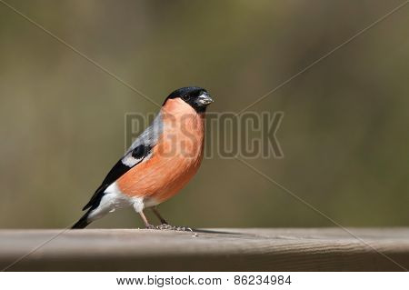 Pyrrhula pyrrhula, eurasian bullfinch perched on a table, Vosges, France