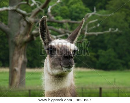 Leder af llama, lama