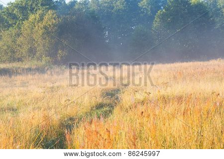 Foggy Morning On Polish Meadow
