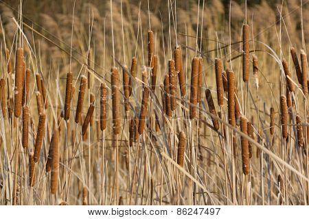 Water truncheons
