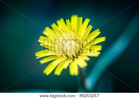 Yellow Blooming Flower Close-up