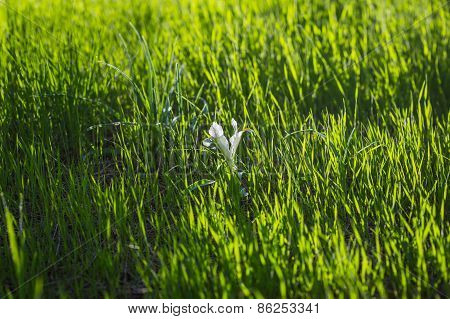 Blossoming White Flower