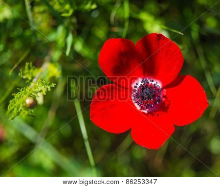Blossoming Red Flower Close-up