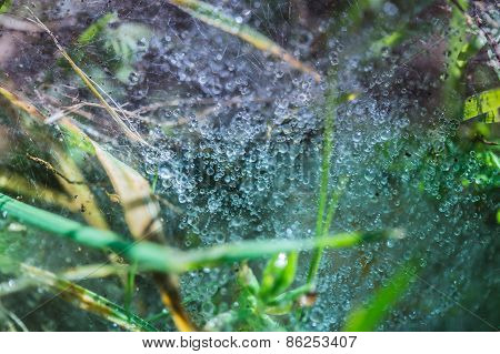 Web In Dew Drops Close-up
