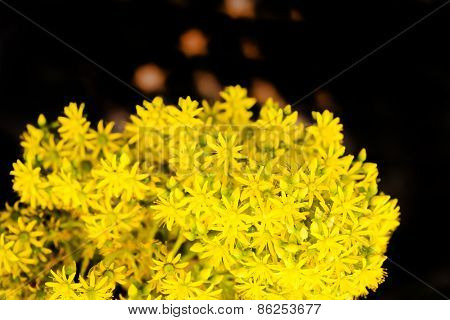 Yellow Blooming Flowers Close-up