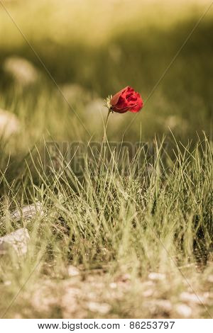 Flowering Red Flower Close-up