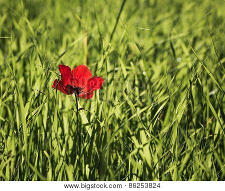 Open Flower Red Poppies