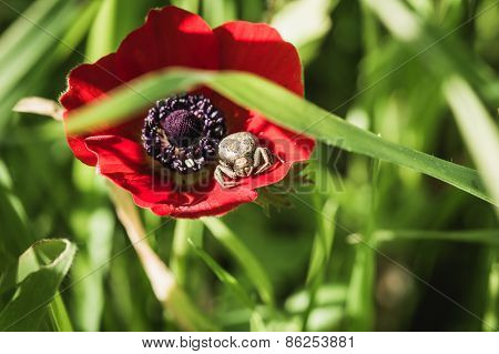 Spider On The Petal Poppy