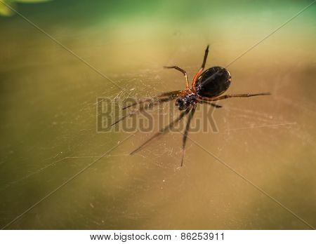 Insect Spider Close-up