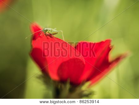 Grasshopper Sitting On Poppy Petals