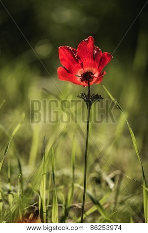 Red Poppies Blooming