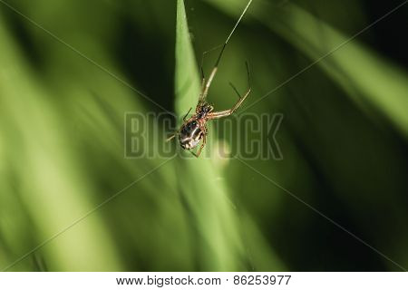 Insect Spider Closeup