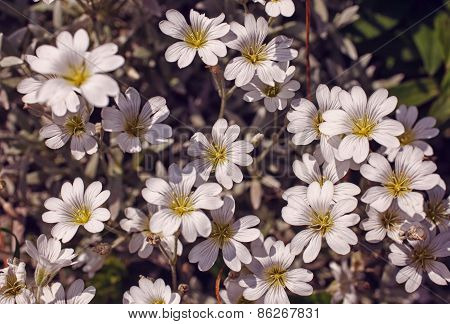 White Daisies