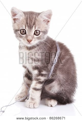 beautiful gray kitten