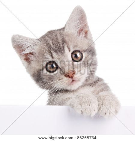 gray cat with white board