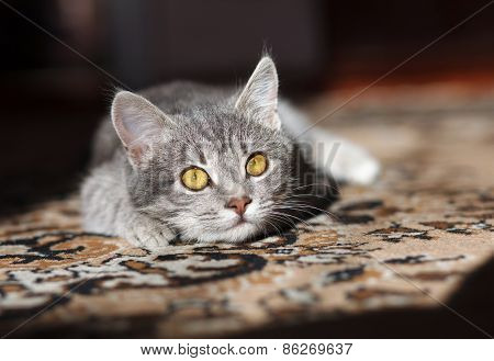 gray cat is in the sun with yellow eyes