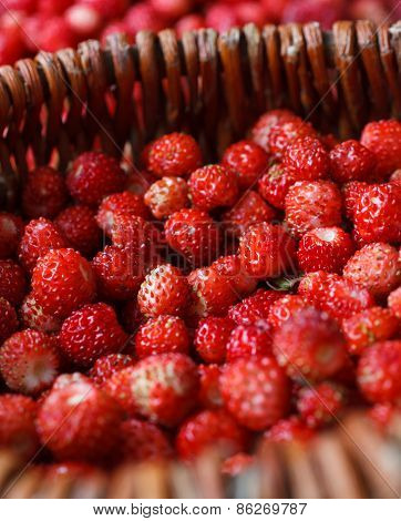 ripe wild strawberries