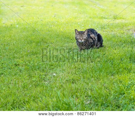 Domestic cat in a grass