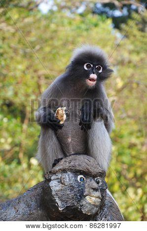 Dusky Leaf Monkey.