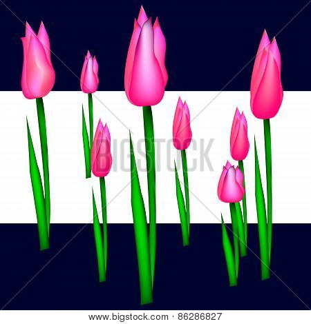 Tulips
