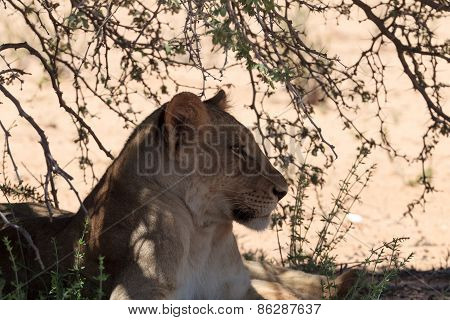 Lion