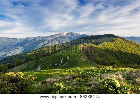 Carpathian Spring Landscape