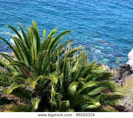 Palm tree and ocean blue.