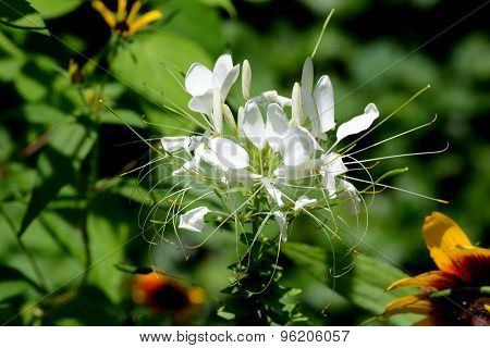 White Flower