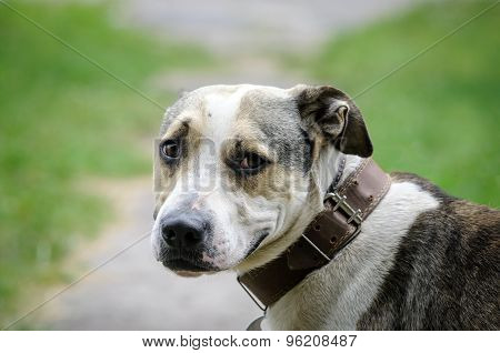 Dog During Walking