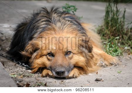 Dog During Walking