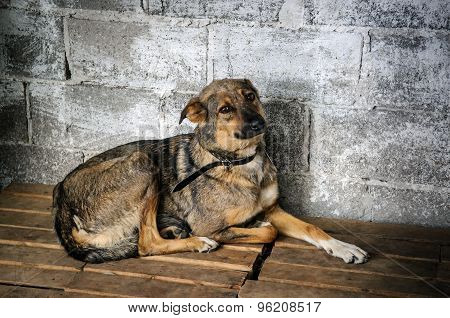 Dog Inside Cage In Shelter