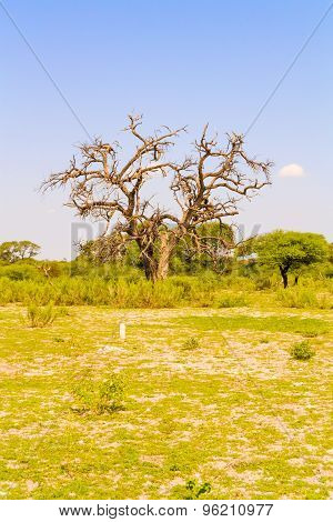 Landscape In Botswana