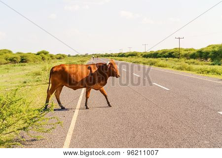 Cow On The Road In Botswana.
