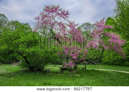 Park Trees
