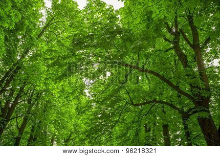 Leafy green trees