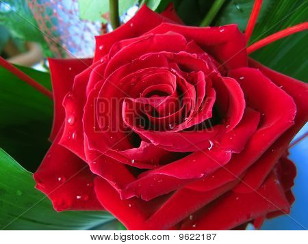 Rosa rossa con gocce d'acqua