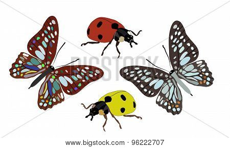 Butterfly and ladybug