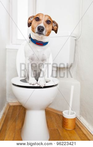 Dog On Toilet Seat
