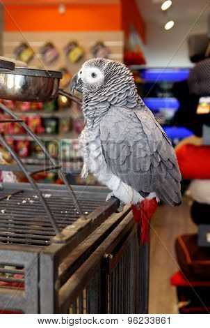 Grey Jaco Parrot
