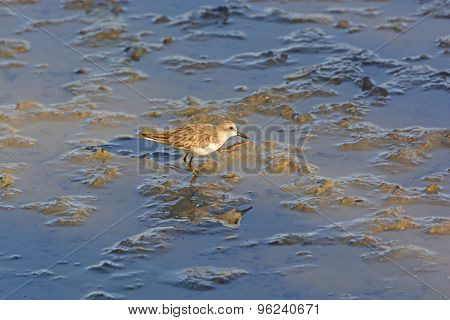 Semipalmated Sandpiper Wandering In A Salt Water Wetland